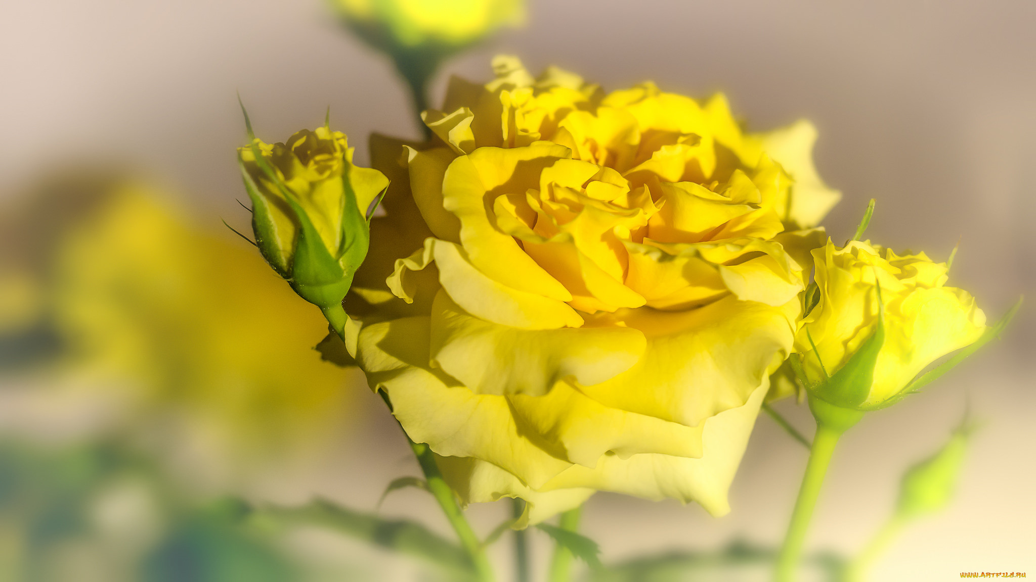 , , rose, , , , , , blossoms, leaves, petals, bud